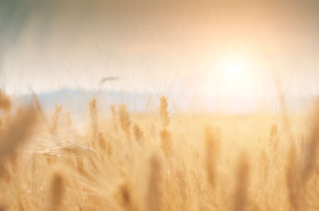 Field of wheat at sunset in Provence, France. Close up view, selective focus. Beautiful summer...