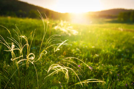 Wild feather grass on the green forest meadow at sunset. Macro image, shallow depth of field. Beautiful summer landscapeの写真素材