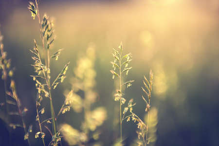 Wild grass in a forest at sunset. Macro image, shallow depth of field. Vintage filter. Abstract summer nature background.の写真素材