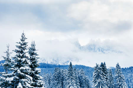 Snow-covered trees in winter mountains in misty day. Dolomite Alps, northern Italy. Beautiful winter landscapeの写真素材