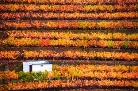 Vineyards in Douro river valley in Portugal. Portuguese wine region. Beautiful autumn landscapeの写真素材