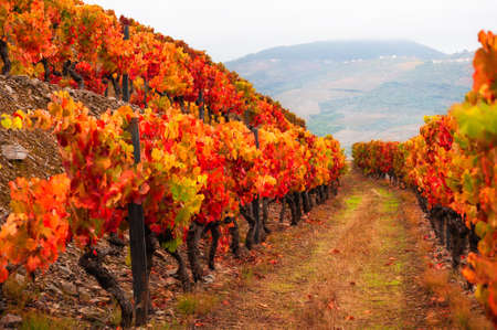 Red vineyards in Douro river valley in Portugal. Portuguese wine region. Beautiful autumn landscapeの写真素材