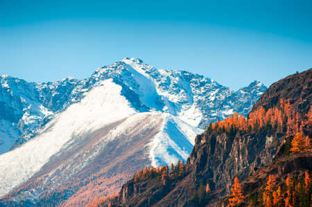 Snow-covered mountain peaks and yellow trees. Autumn landscape in Altai, Siberia, Russia. North-Chuya mountain ridgeの写真素材