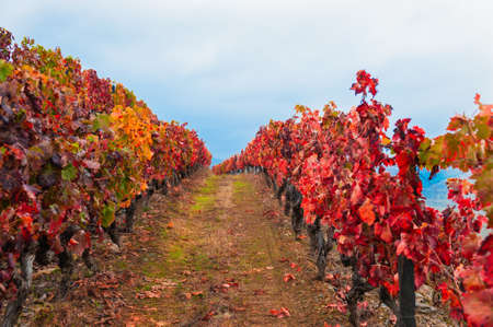 Red vineyards in Douro river valley in Portugal. Portuguese wine region. Beautiful autumn landscapeの写真素材
