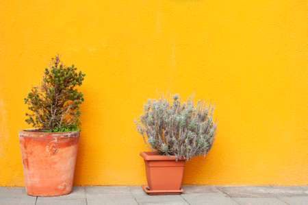 Two flowers in the pots near the yellow wall of the house. Abstract nature background. Colorful architecture in Burano island, Venice, Italy.の写真素材