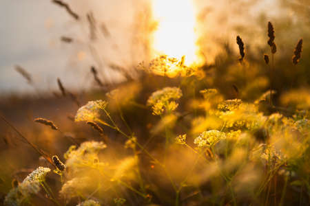 Wild grasses on the sea coast at sunset. Macro image, shallow depth of field. Beautiful autumn nature backgroundの写真素材