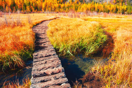 Wooden path on the swamp in the forest. Altai mountains. Siberia, Russia. Autumn landscapeの写真素材