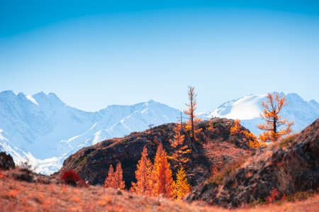 Snow-covered mountain peaks and yellow trees. Autumn landscape in Altai, Siberia, Russia. View of North-Chuya mountain ridgeの写真素材