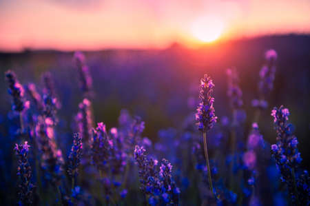Lavender flowers at sunset in Provence, France. Macro image, shallow depth of field. Beautiful summer nature backgroundの写真素材