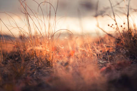Dry autumn grasses in a forest at sunset. Macro image, shallow depth of field. Beautiful autumn nature backgroundの写真素材