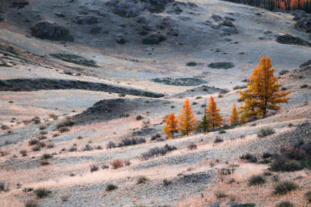 Autumn yellow trees and hills with morning hoarfrost. Autumn landscape of Kurai steppe in Altai, Siberia, Russia.の写真素材