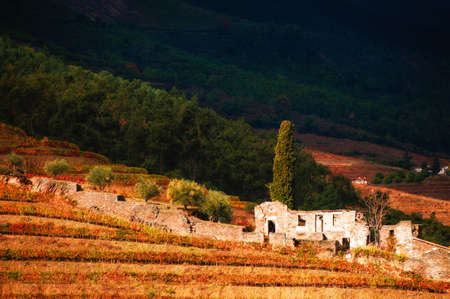 Abandoned old house in vineyards in Douro river valley, Portugal. Portuguese wine region. Beautiful autumn landscapeの写真素材