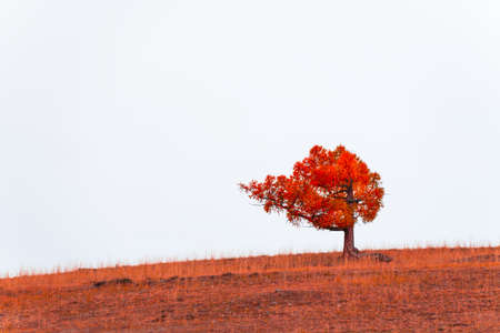 Red autumn tree on the hill against the sky. Beautiful autumn nature backgroundの写真素材