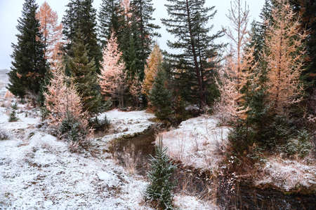 First snow in autumn forest. Altai, Siberia, Russia. Beautiful winter landscape. Wild forest with pines and larchesの写真素材