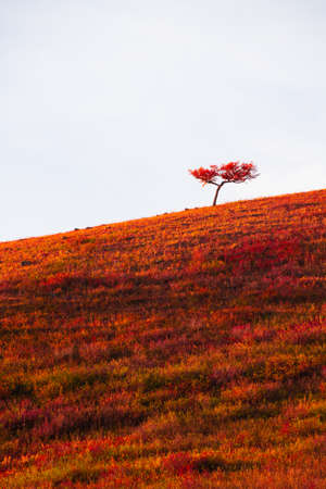 Red autumn tree on the hill with dry yellow grass against the sky. Beautiful autumn nature backgroundの写真素材