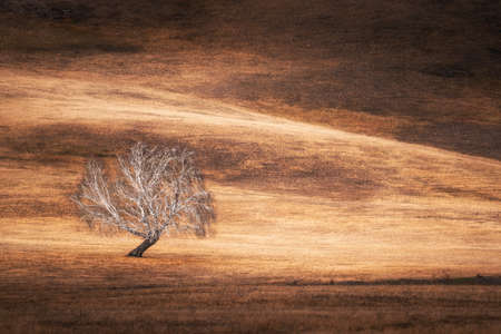 Autumn tree on the hill with dry yellow grass. Beautiful autumn nature backgroundの写真素材