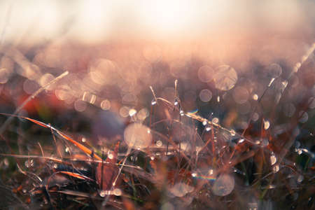Wild grasses with morning dew at sunrise. Macro image, shallow depth of field. Vintage filter....