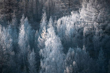 Frosted trees in the forest at sunrise. Beautiful winter background. South Ural, Russiaの写真素材