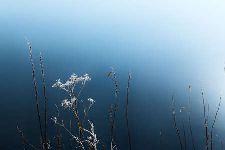Frosted plants on the shore of lake at sunrise. Macro image, shallow depth of field. Beautiful nature backgroundの写真素材