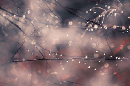 Water drops on the autumn tree. Macro image, shallow depth of field. Vintage filter. Abstract nature backgroundの写真素材