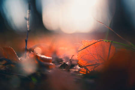 Yellow autumn leaves in a forest at sunset. Macro image, shallow depth of field. Beautiful autumn nature backgroundの写真素材