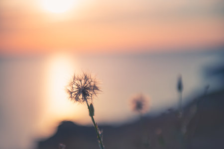 Wild flowers on the sea coast at sunset. Macro image, shallow depth of field. Beautiful summer nature backgroundの写真素材