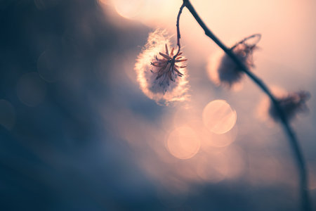 Wild willow tree in winter. Macro image, shallow depth of field. Vintage filter. Blurred nature backgroundの写真素材