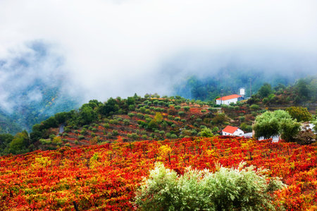 Vineyards in Douro river valley in misty morning, Portugal. Portuguese wine region. Beautiful autumn landscapeの写真素材