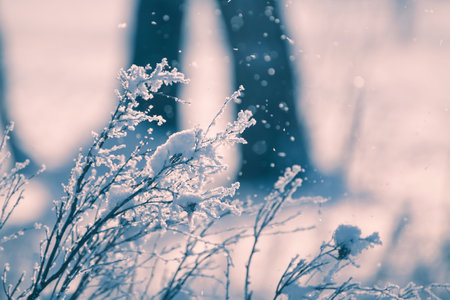Snow-covered plants in winter forest during snowfall. Macro image, shallow depth of field. Beautiful winter nature backgroundの写真素材