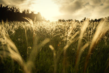 Wild feather grass in a summer forest at sunset. Selective focus. Beautiful summer nature landscapeの写真素材