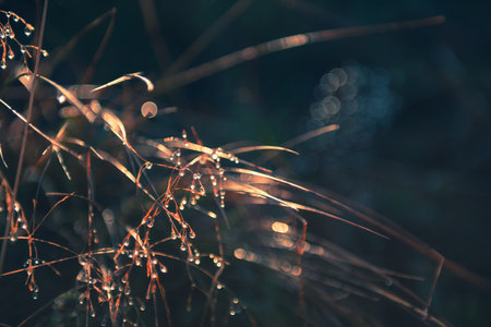 Wild grasses with morning dew at sunrise.の写真素材
