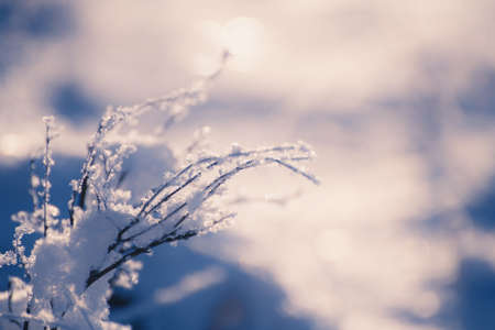 Frosted plants on the forest meadow at sunset. Macro image, shallow depth of field. Beautiful winter nature backgroundの写真素材