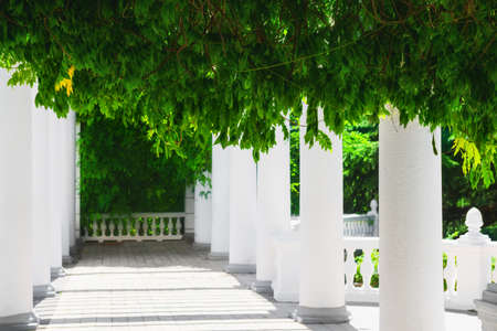 White colonnade with green plants in the park. Summer nature backgroundの写真素材