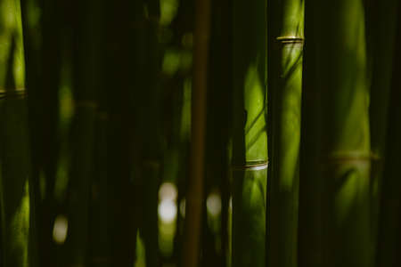 Green bamboo in the forest. Macro image, selective focus. Blurred nature background.の写真素材