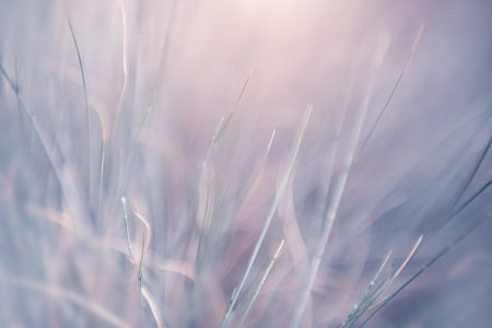 Wild grass in a forest at sunrise.の写真素材
