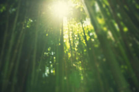 Blurred nature background with green bamboo forest in the morning sunlight.の写真素材