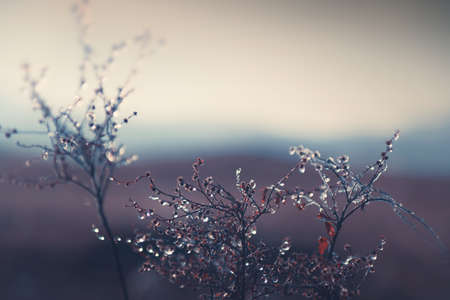 Frosted plants in the autumn forest at sunrise. Macro image, shallow depth of field. Vintage filter. Blurred nature backgroundの写真素材