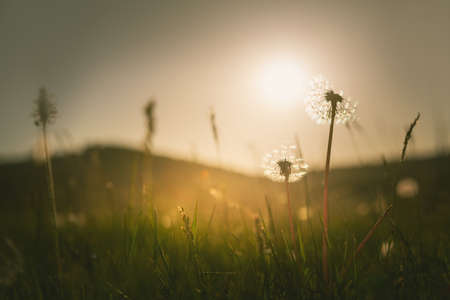 Green grass with dandelions in the mountains at sunset. Macro image, shallow depth of field. Summer...