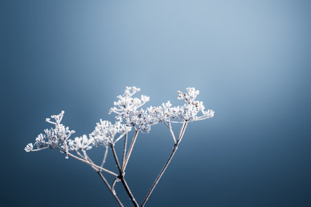 Frosted plants on the shore of lake in misty morning. Macro image, shallow depth of field. Blurred nature backgroundの写真素材