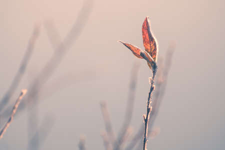 Frosted trees with yellow leaves on the shore of lake in misty morning. Macro image, shallow depth...