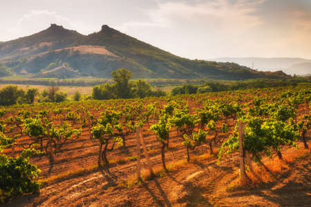 Vineyards in the mountains at sunset. Beautiful summer landscape. Crimeaの写真素材