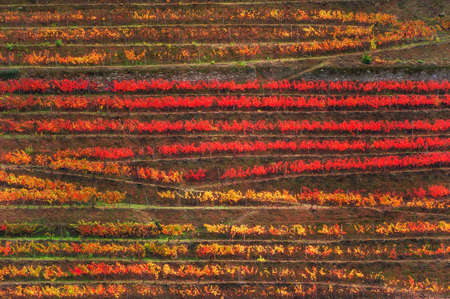 Vineyard terraces in Douro river valley, Portugal. Abstract autumn nature background.の写真素材