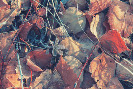 Hoarfrost on the yellow autumn leaves in autumn forest. Beautiful autumn nature background. Macro image, shallow depth of field.の写真素材