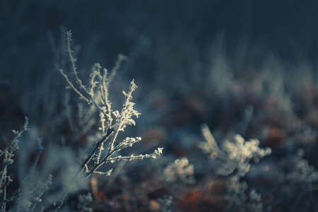 Frosted plants in the forest at sunset. Macro image, shallow depth of field. Beautiful winter nature backgroundの写真素材