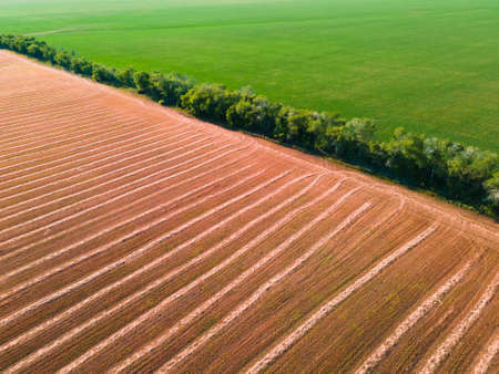Agricultural fields of harvested wheat and green wheat. Aerial drone view of colorful fields. Beautiful summer landscapeの写真素材