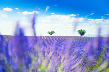 Lavender fields near Valensole, Provence, France. Beautiful summer landscape. Selective focus. Blooming lavender flowers. Famous travel destination.の写真素材