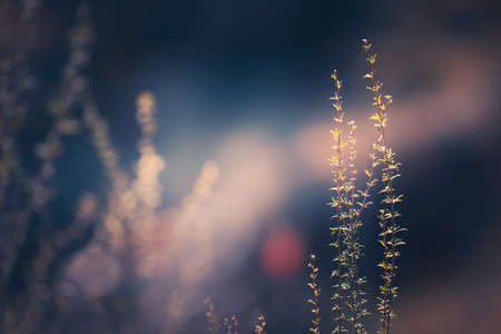 Wild grasses in a forest at sunset. Macro image, shallow depth of field. Beautiful autumn nature backgroundの写真素材