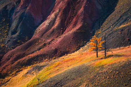 Colorful mountains with yellow autumn trees in Kyzyl-Chin valley in Altai mountains, Siberia, Russia. Beautiful autumn landscapeの写真素材