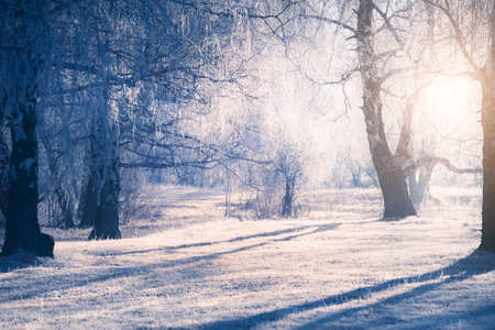 Frosted trees in winter forest at misty morning. Sunlight through the trees at sunrise. Beautiful...