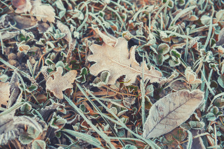 Hoarfrost on the yellow autumn leaves in autumn forest. Beautiful autumn nature background. Macro image, shallow depth of field.の写真素材
